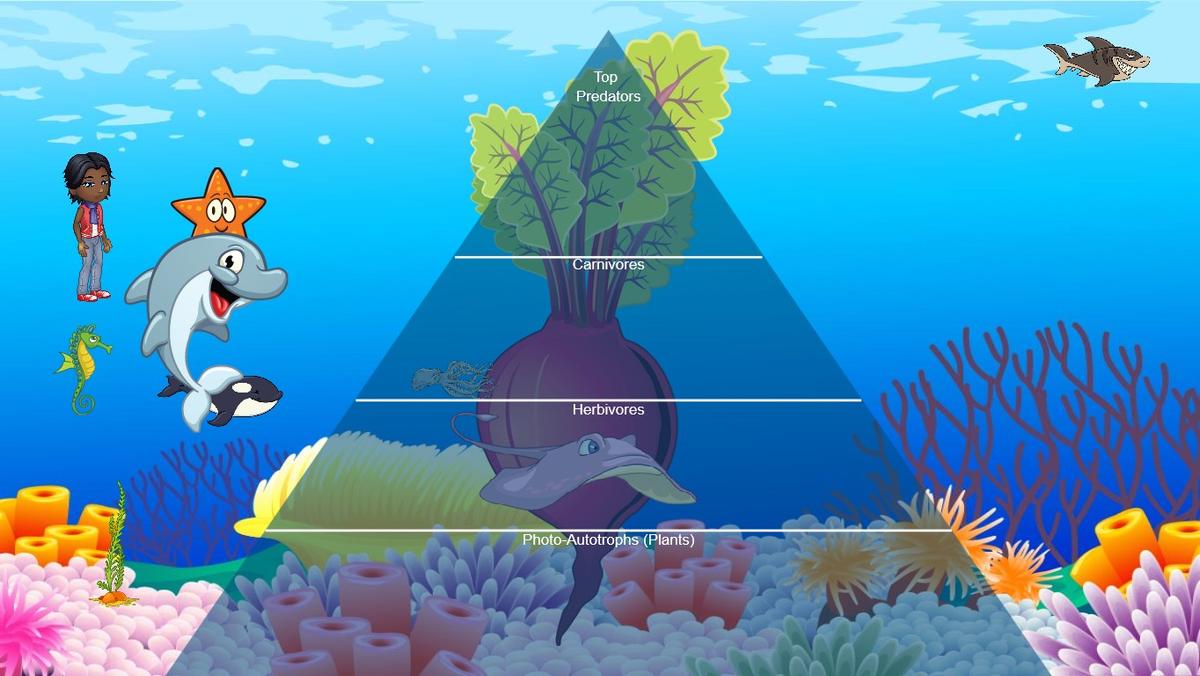 Ocean Ecological Pyramid