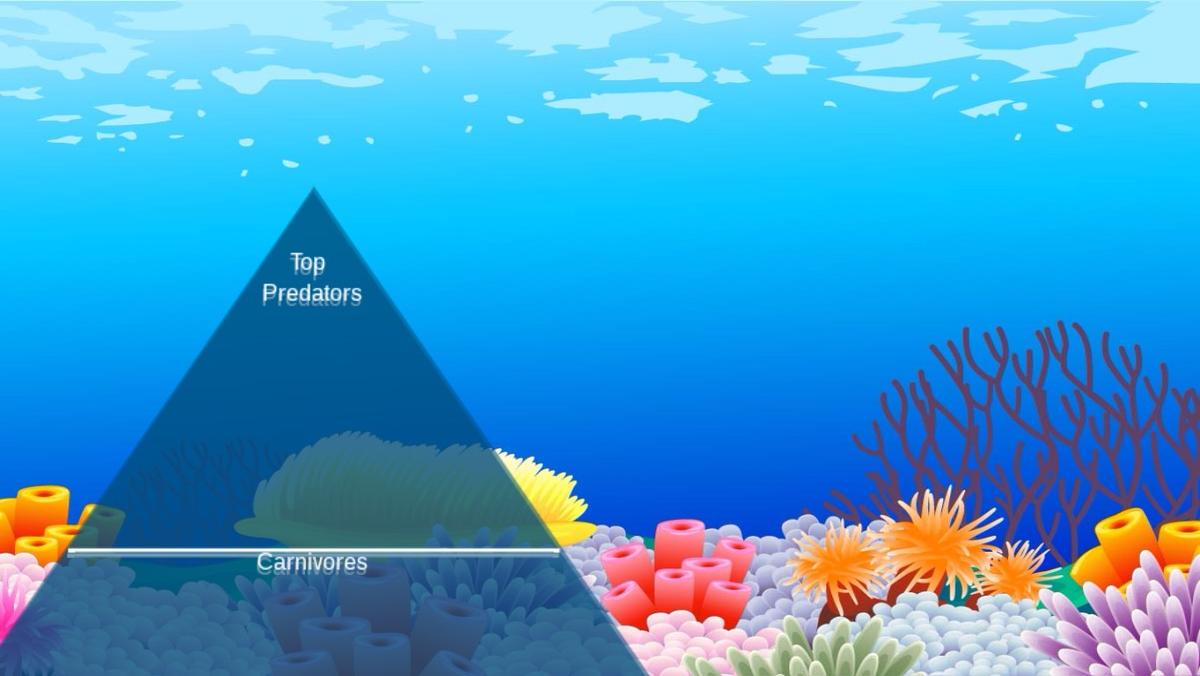 Ocean Ecological Pyramid