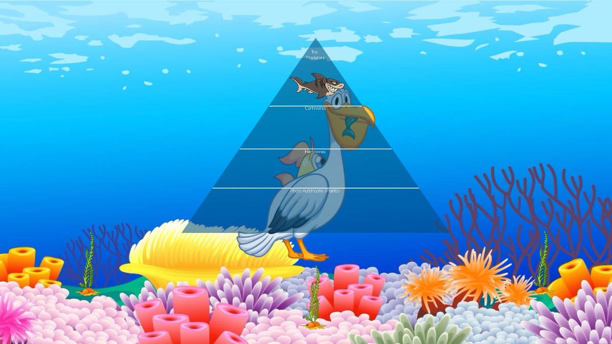 Ocean Ecological Pyramid