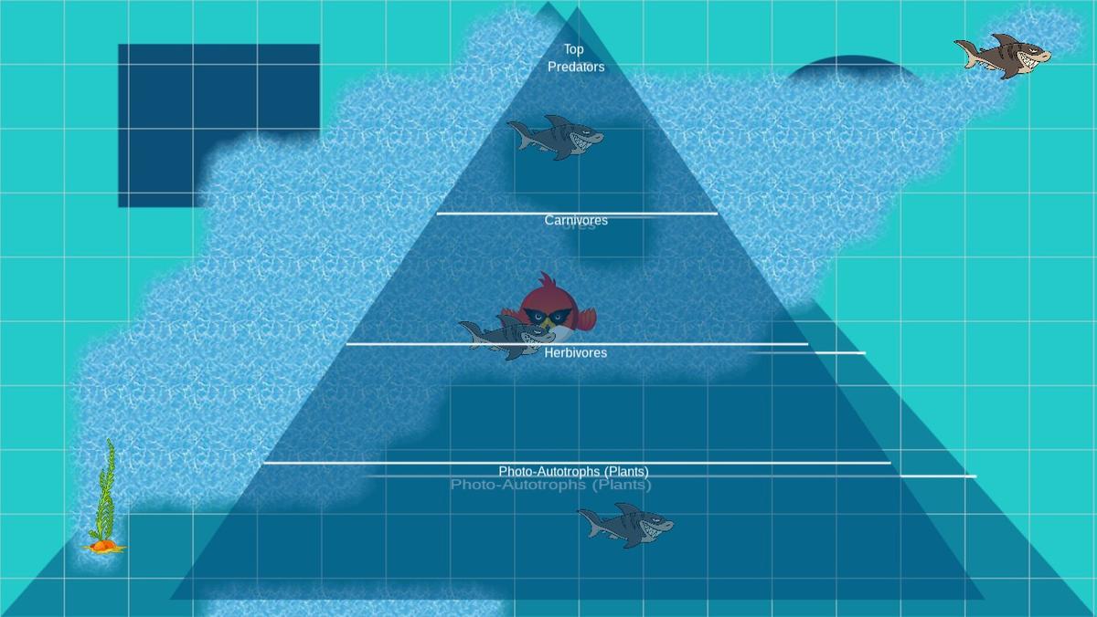 Ocean Ecological Pyramid