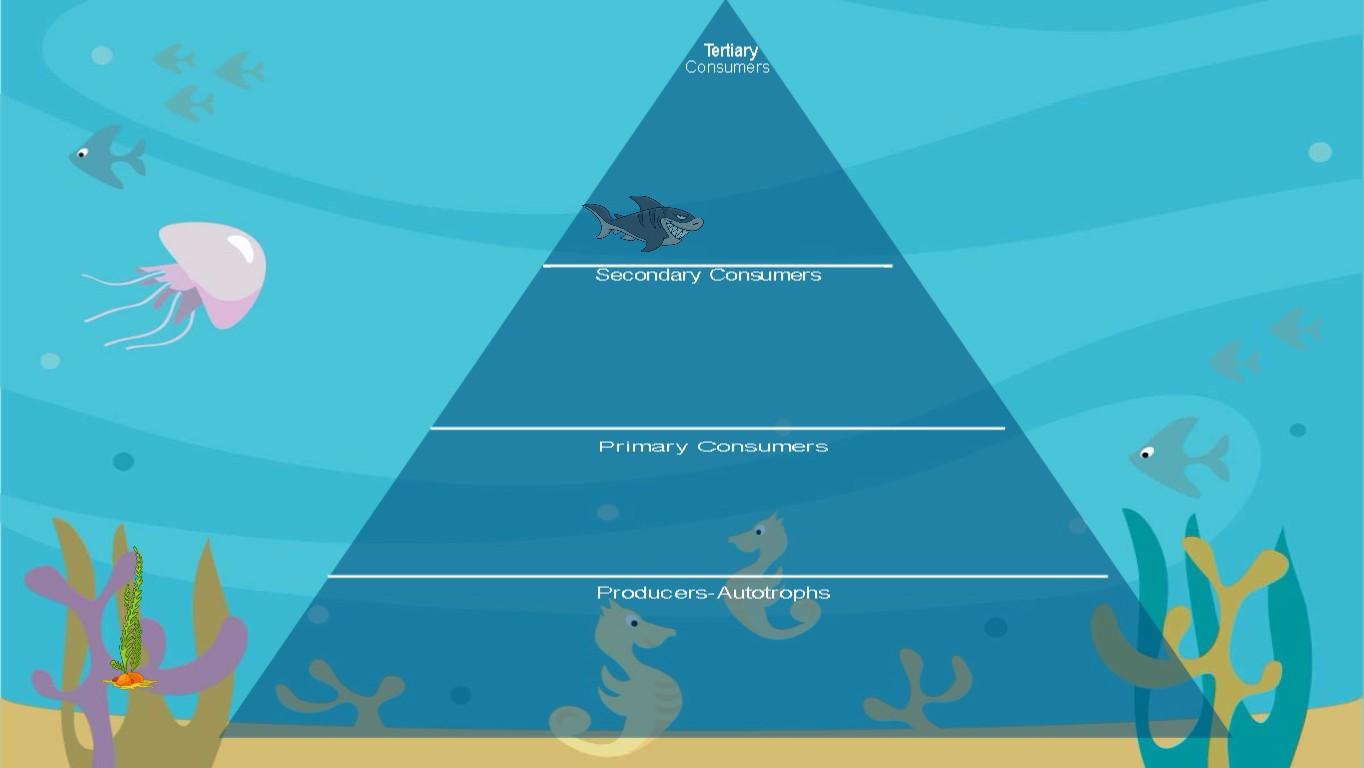 Ocean Ecological Pyramid