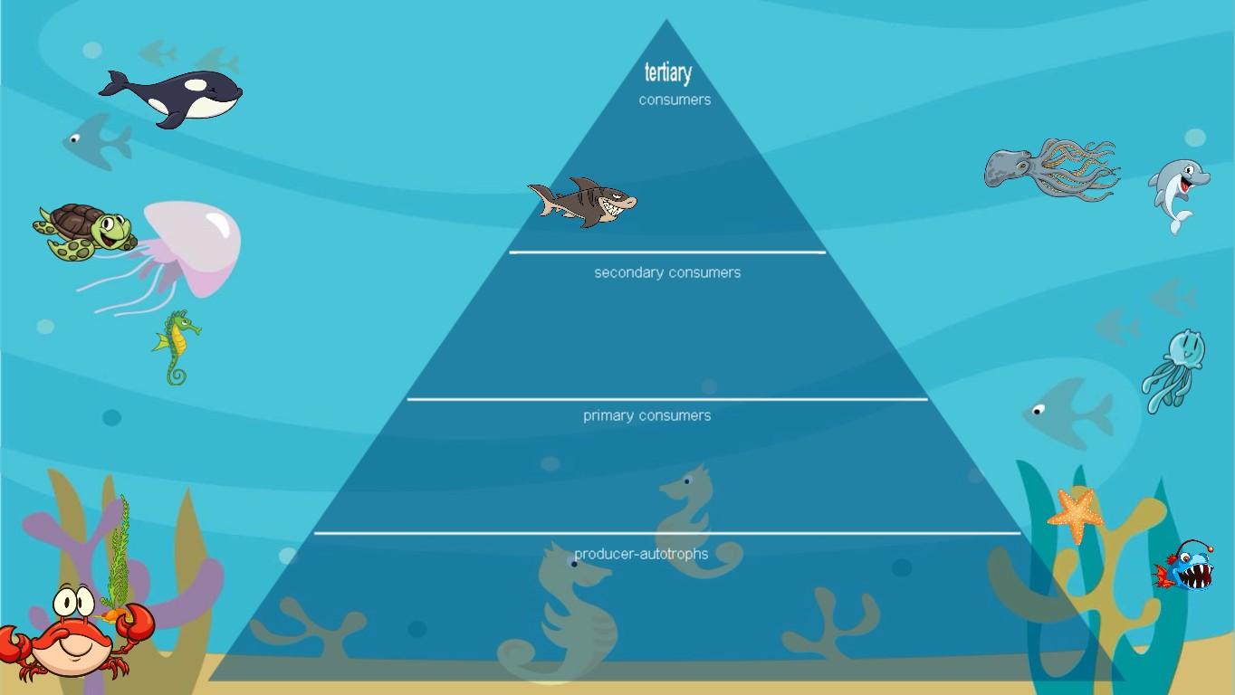 Ocean Ecological Pyramid