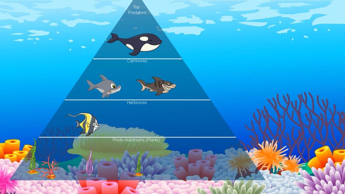 Ocean Ecological Pyramid