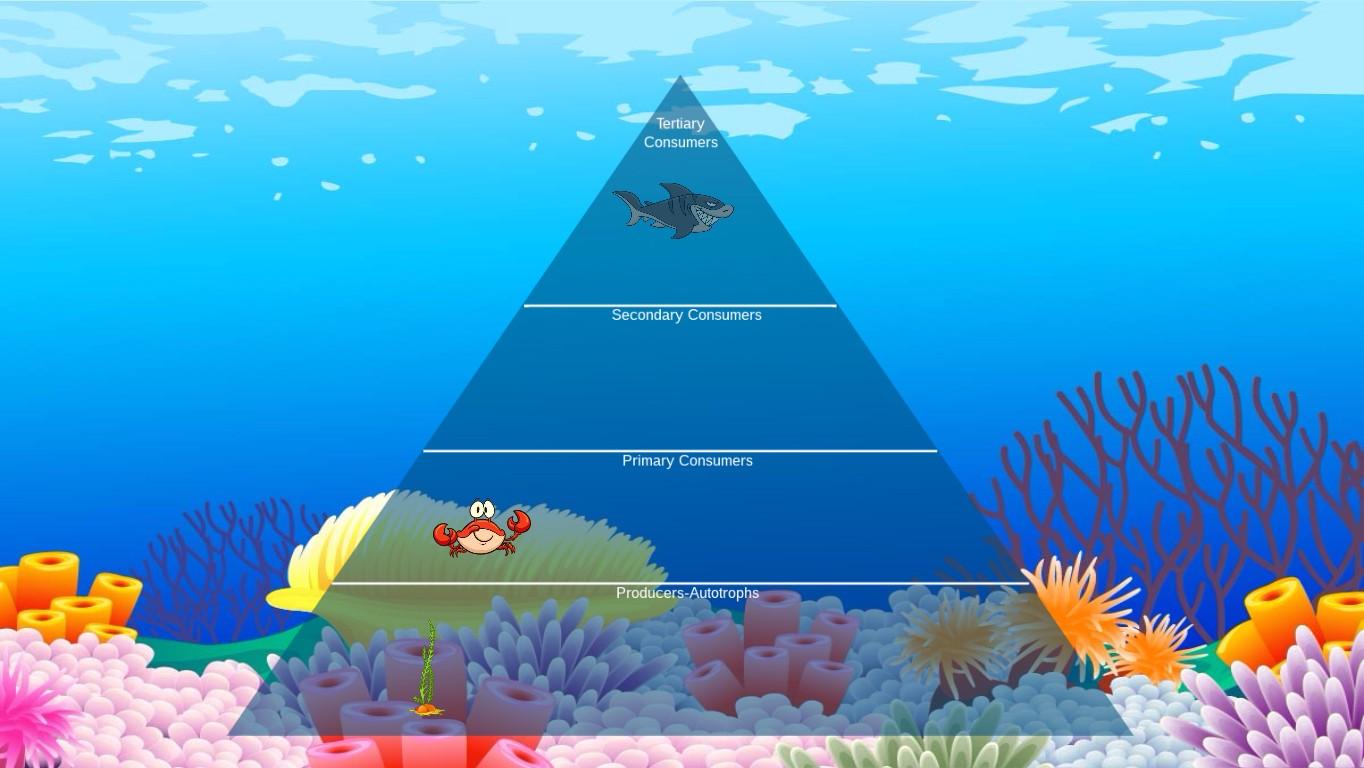 Ocean Ecological Pyramid