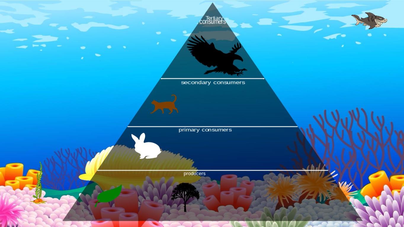 Ocean Ecological Pyramid