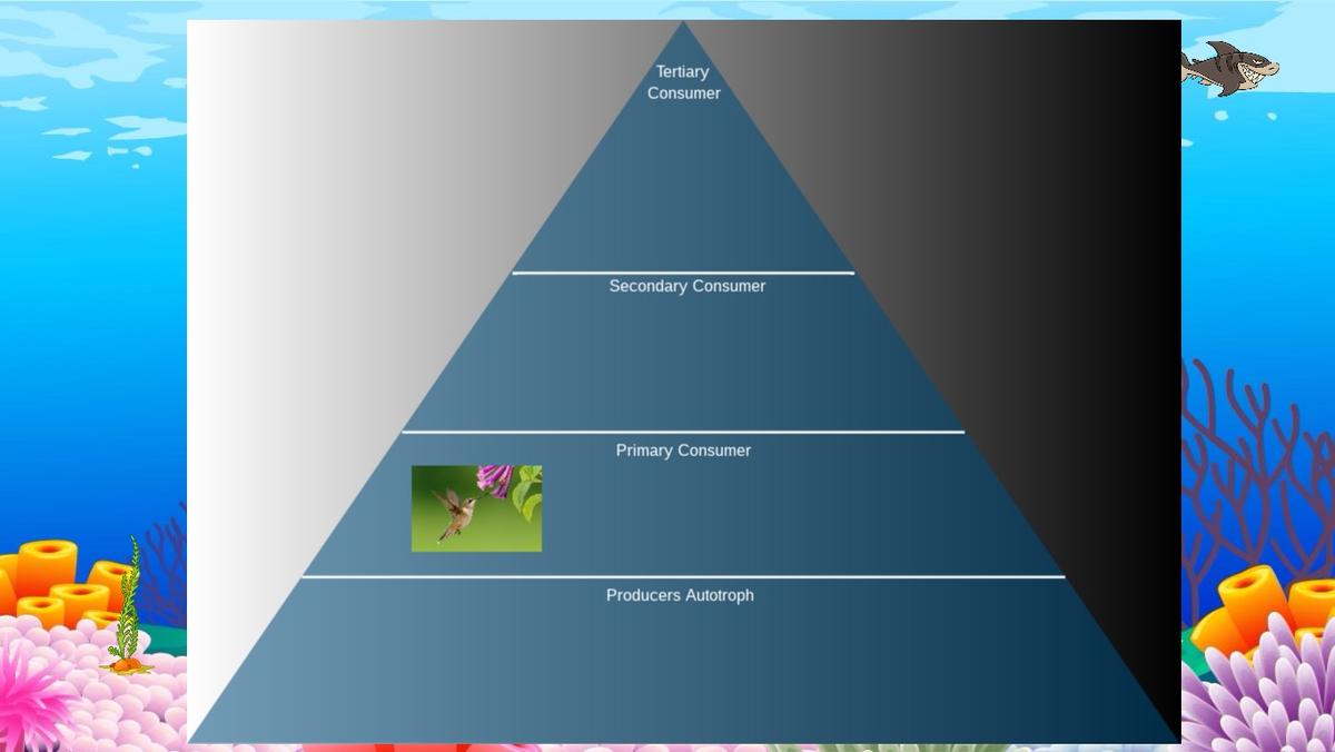 Ocean Ecological Pyramid