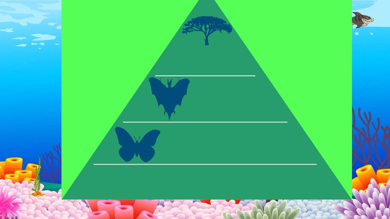 Ocean Ecological Pyramid