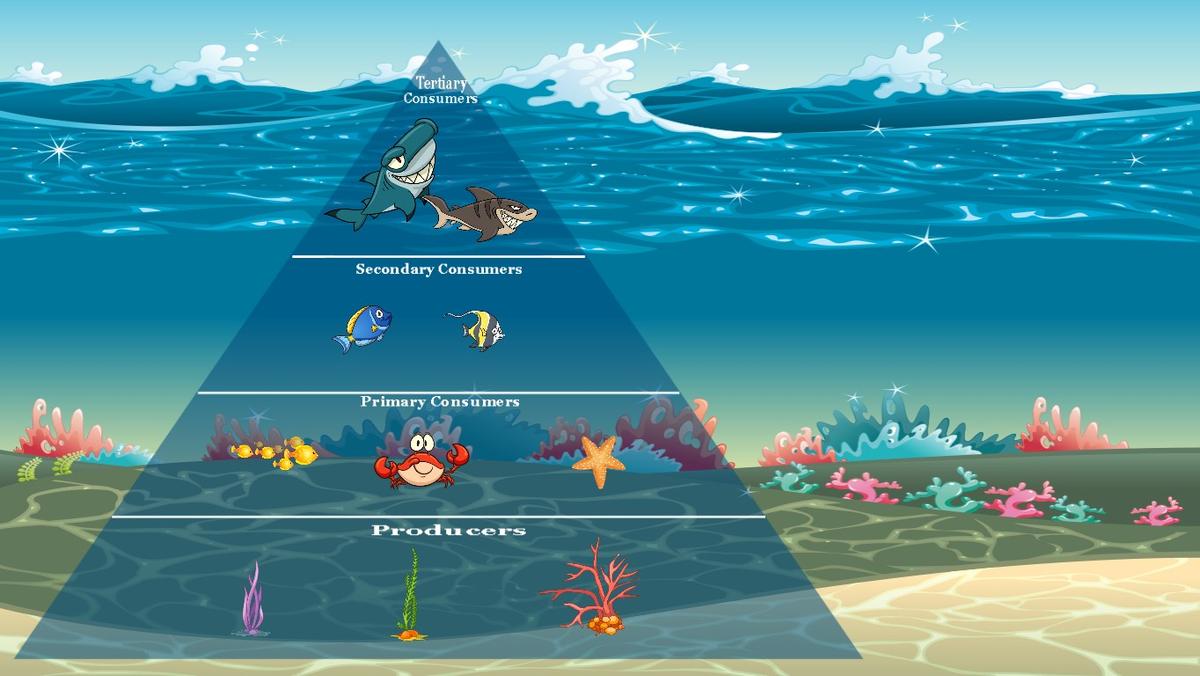 Ocean Ecological Pyramid