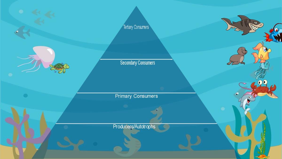 Ocean Ecological Pyramid