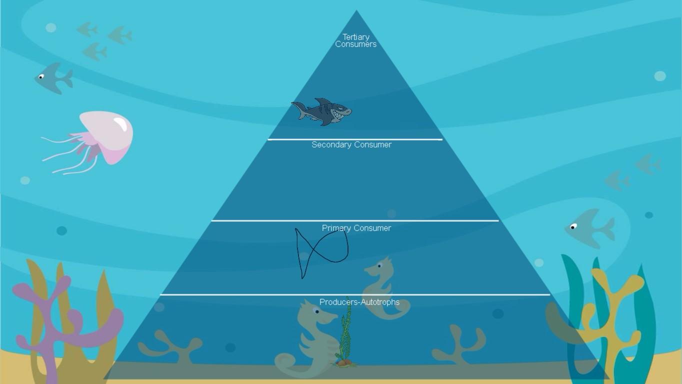 Ocean Ecological Pyramid