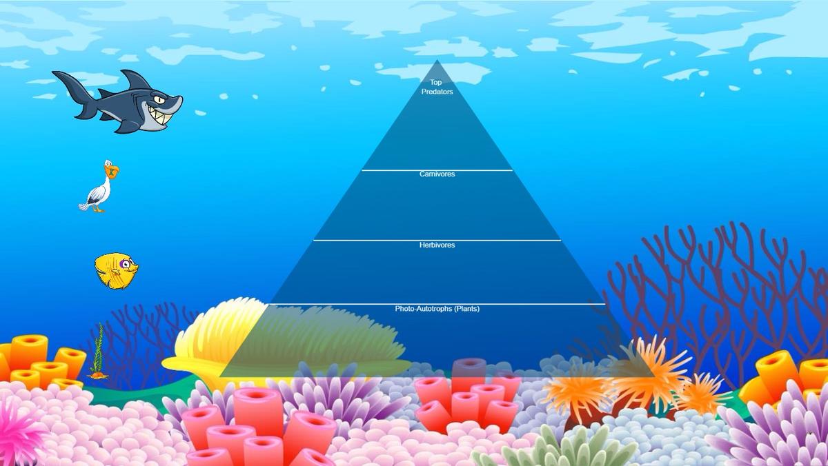 Ocean Ecological Pyramid