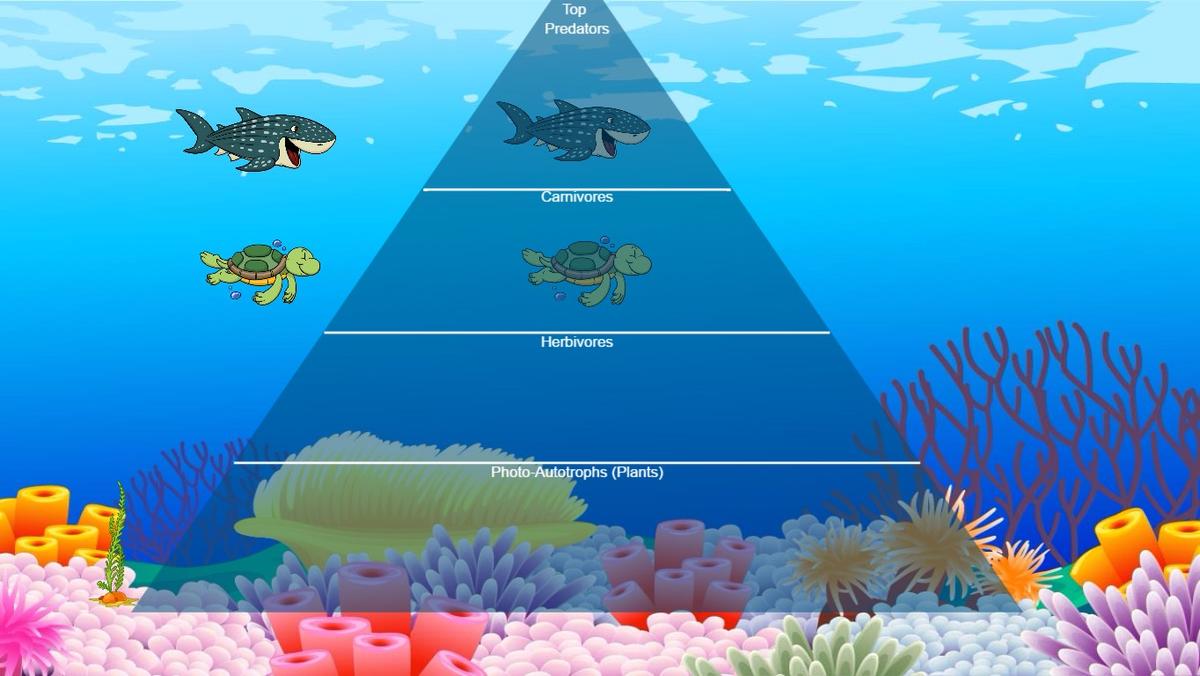 Ocean Ecological Pyramid