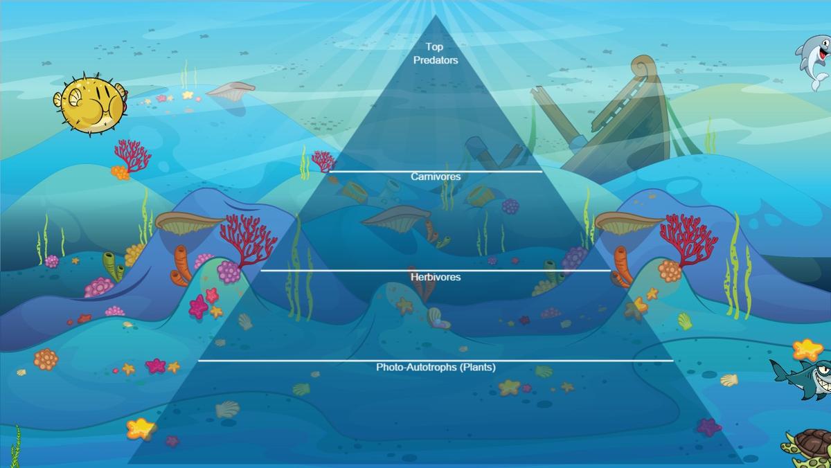 Ocean Ecological Pyramid