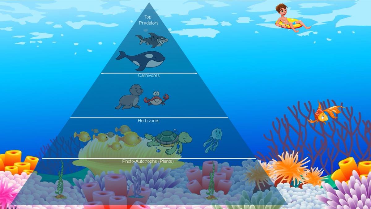 Ocean Ecological Pyramid