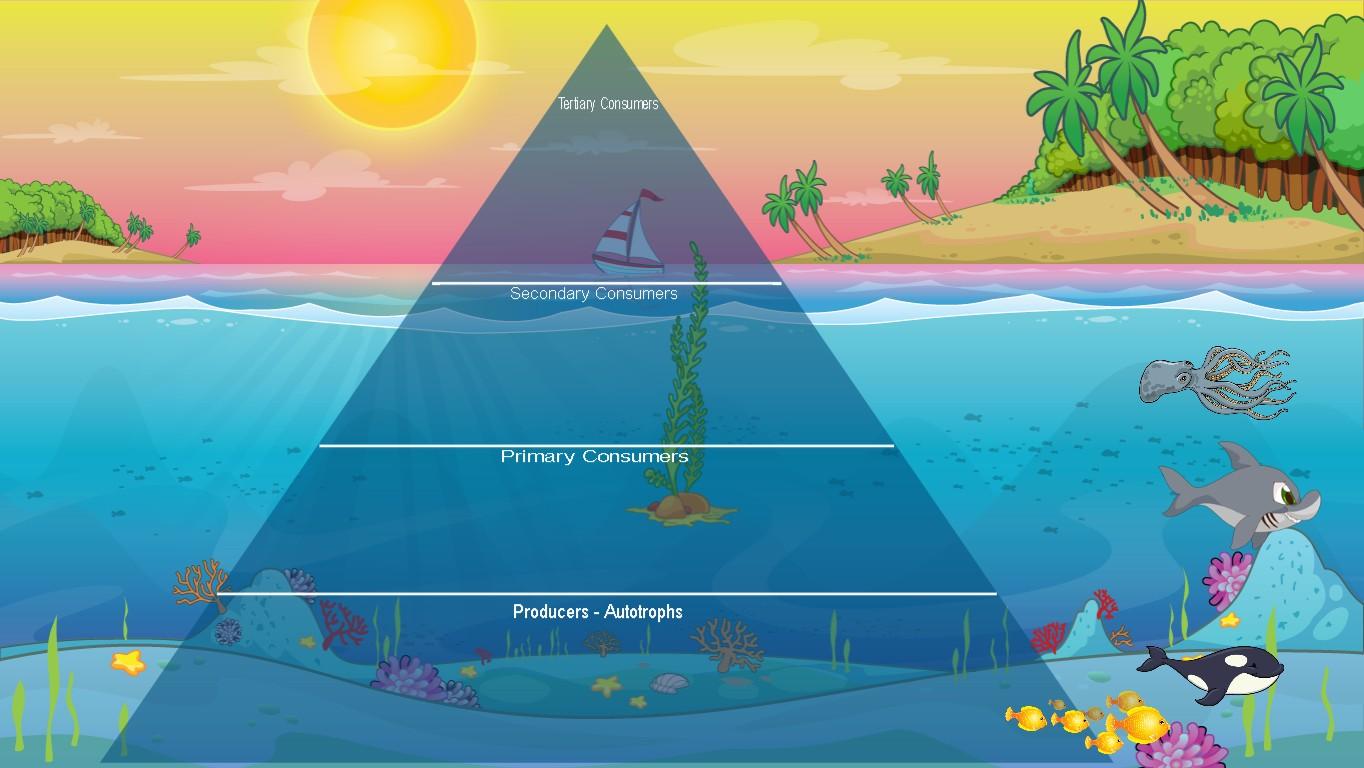 Ocean Ecological Pyramid