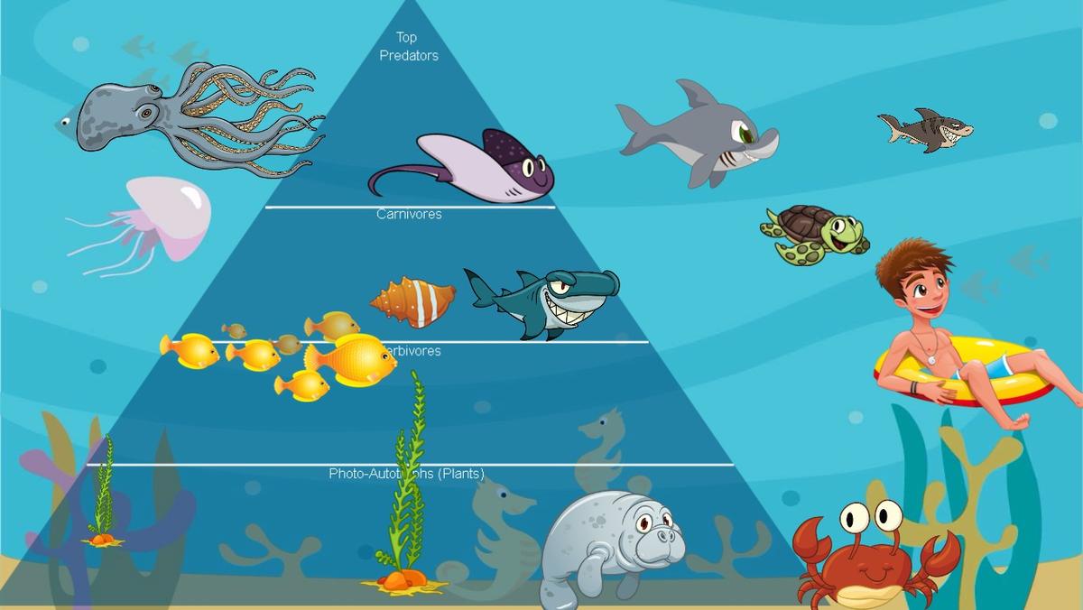 Ocean Ecological Pyramid