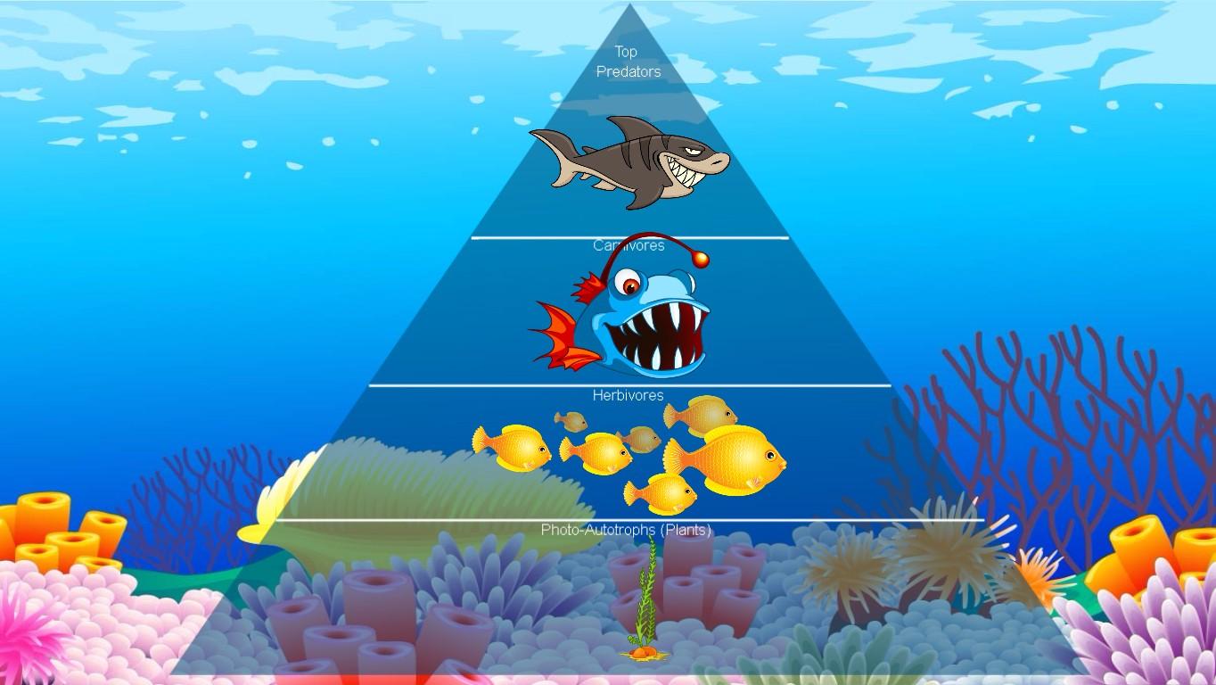 Ocean Ecological Pyramid