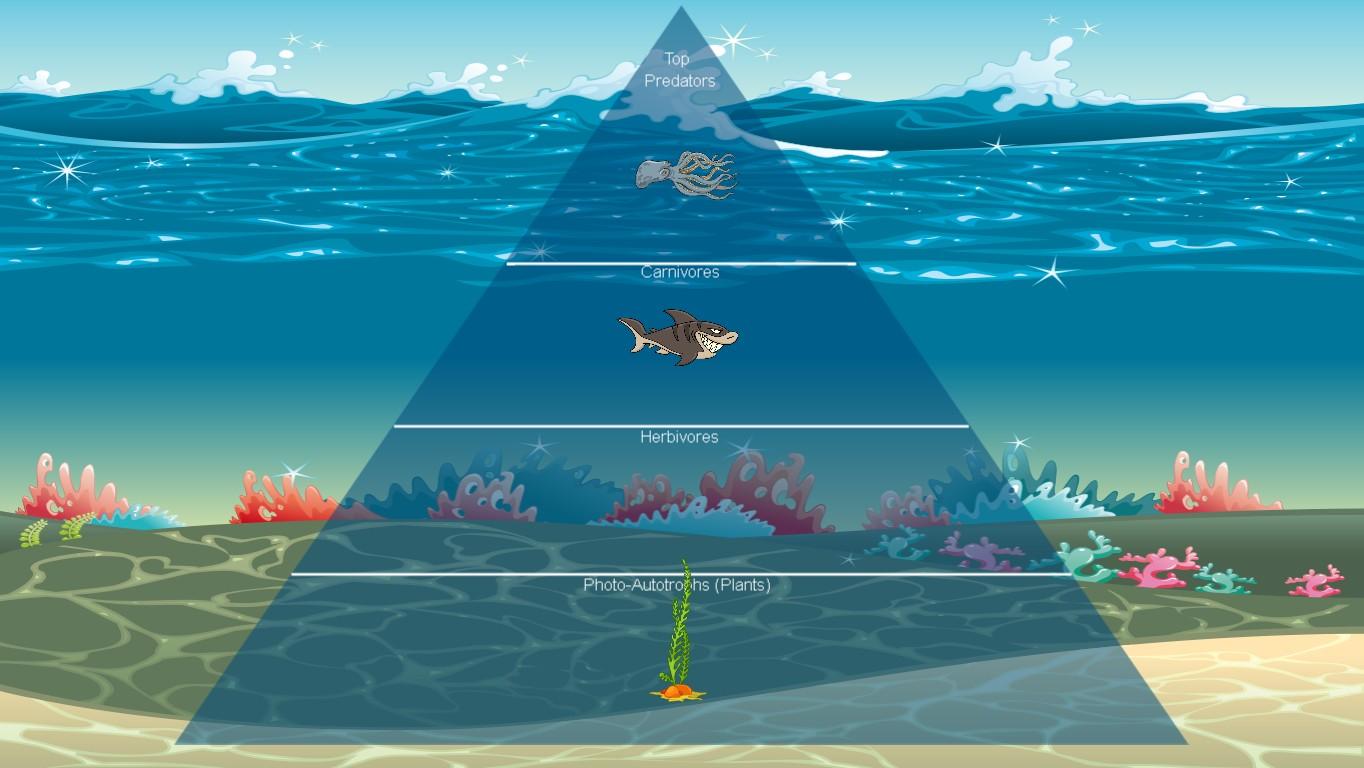 Ocean Ecological Pyramid