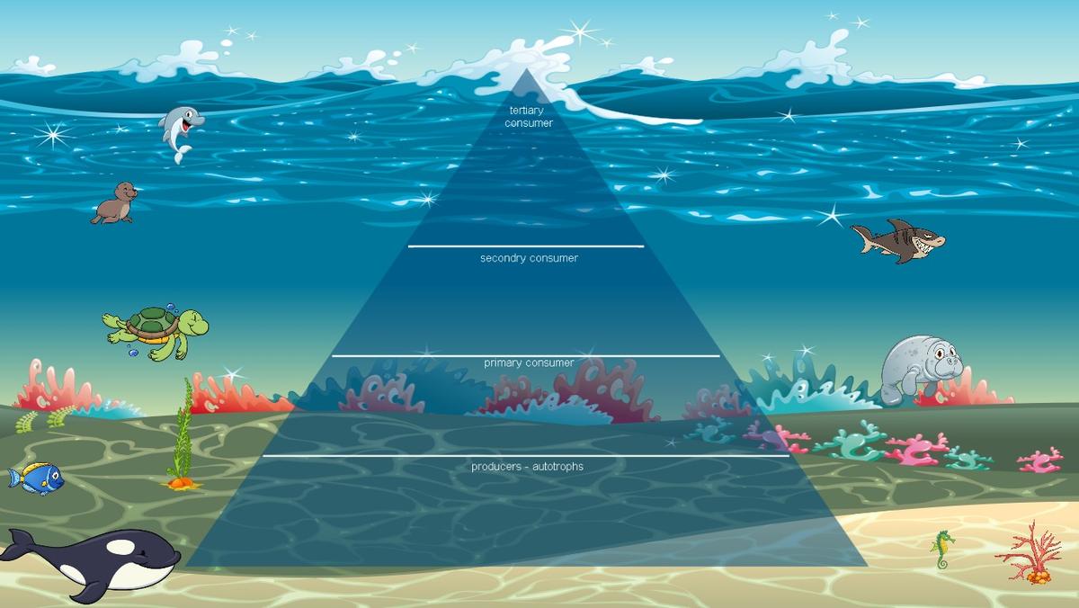 Ocean Ecological Pyramid