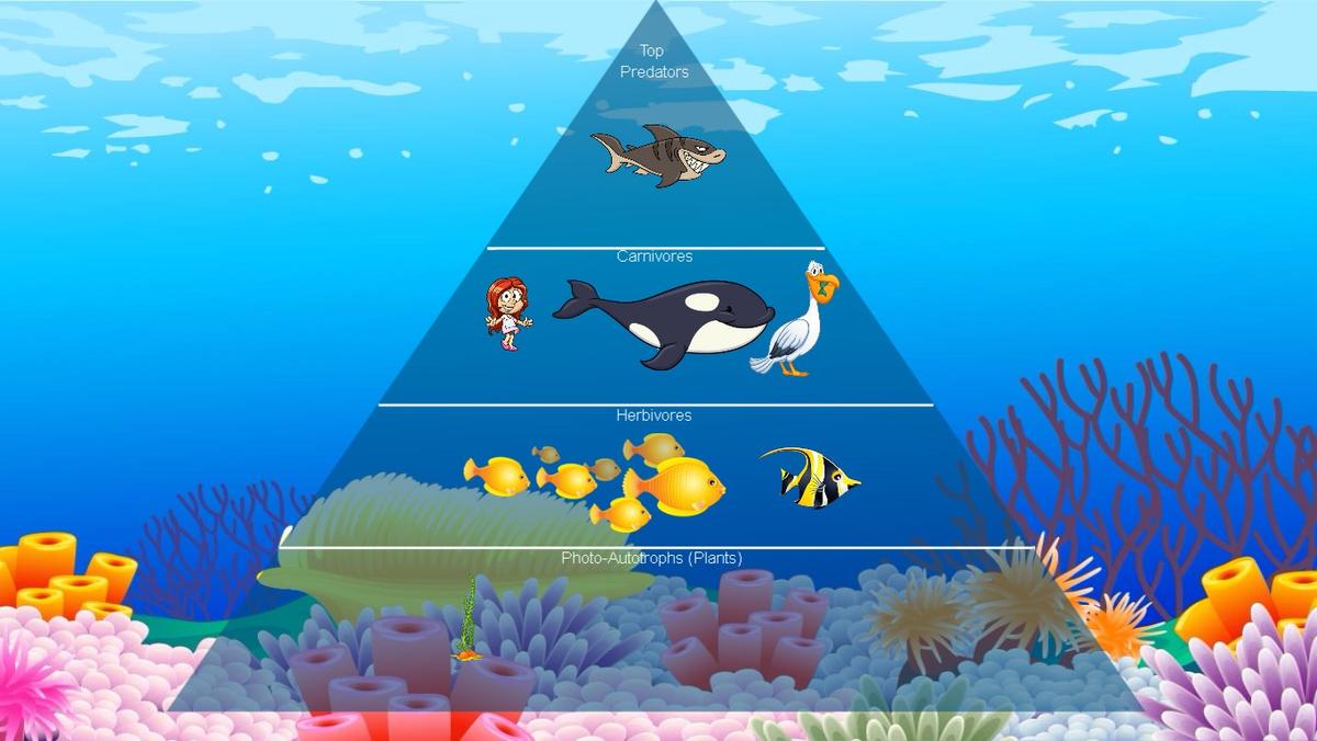 Ocean Ecological Pyramid