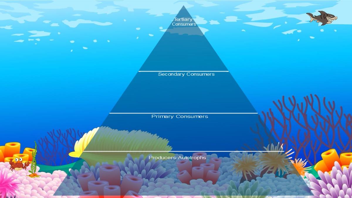 Ocean Ecological Pyramid