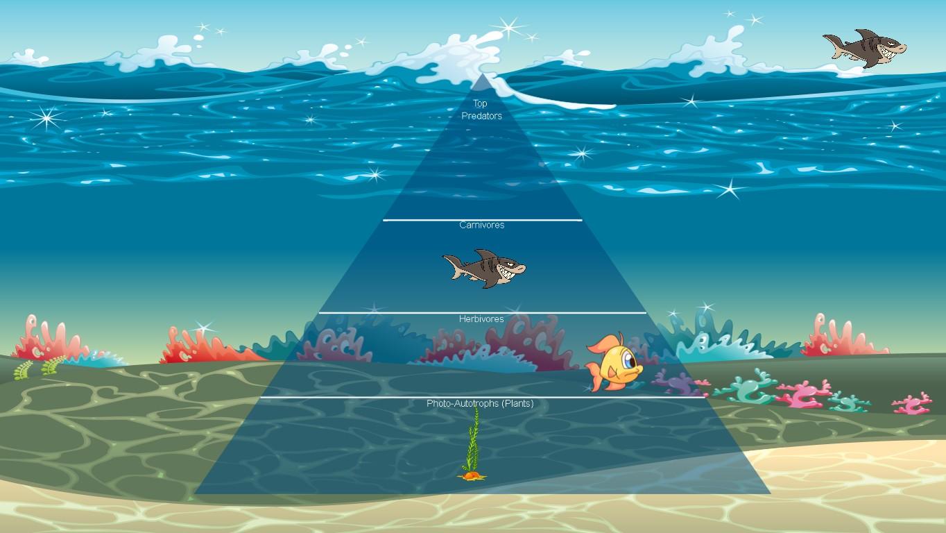 Ocean Ecological Pyramid