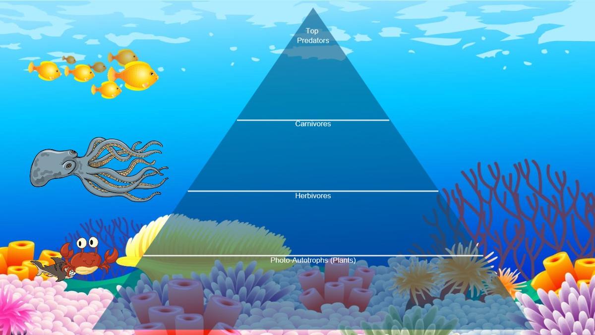 Ocean Ecological Pyramid