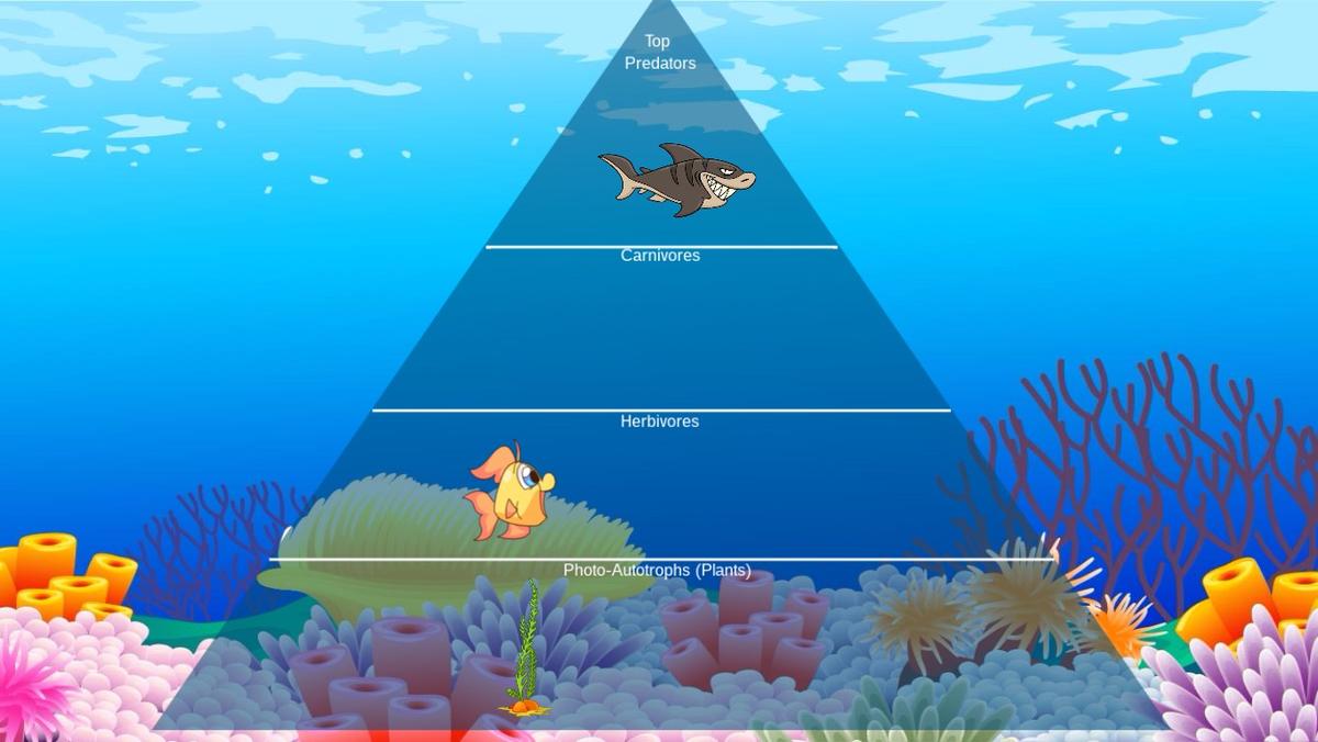 Ocean Ecological Pyramid