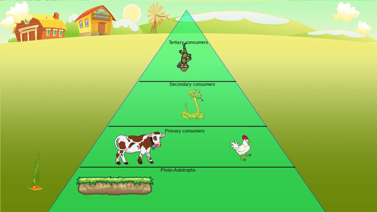 Ocean Ecological Pyramid