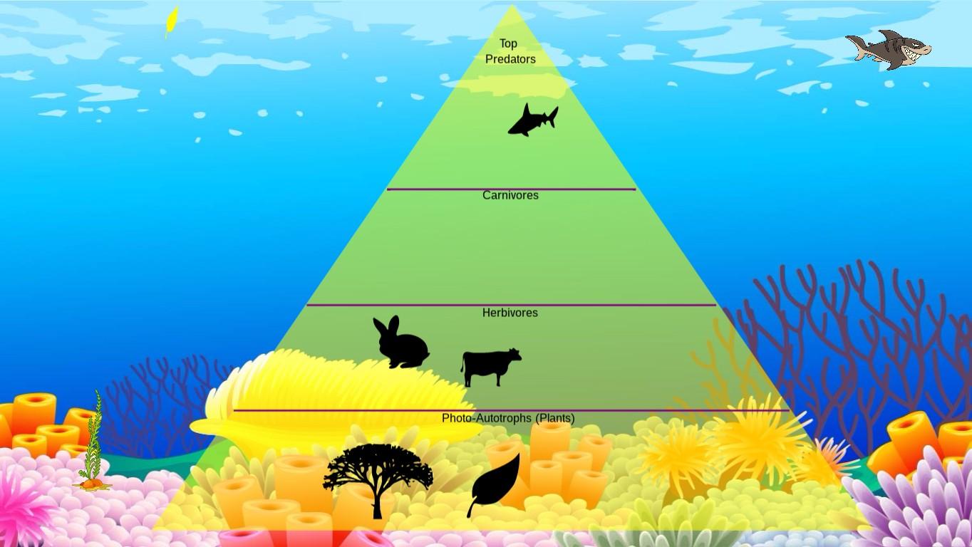 Ocean Ecological Pyramid