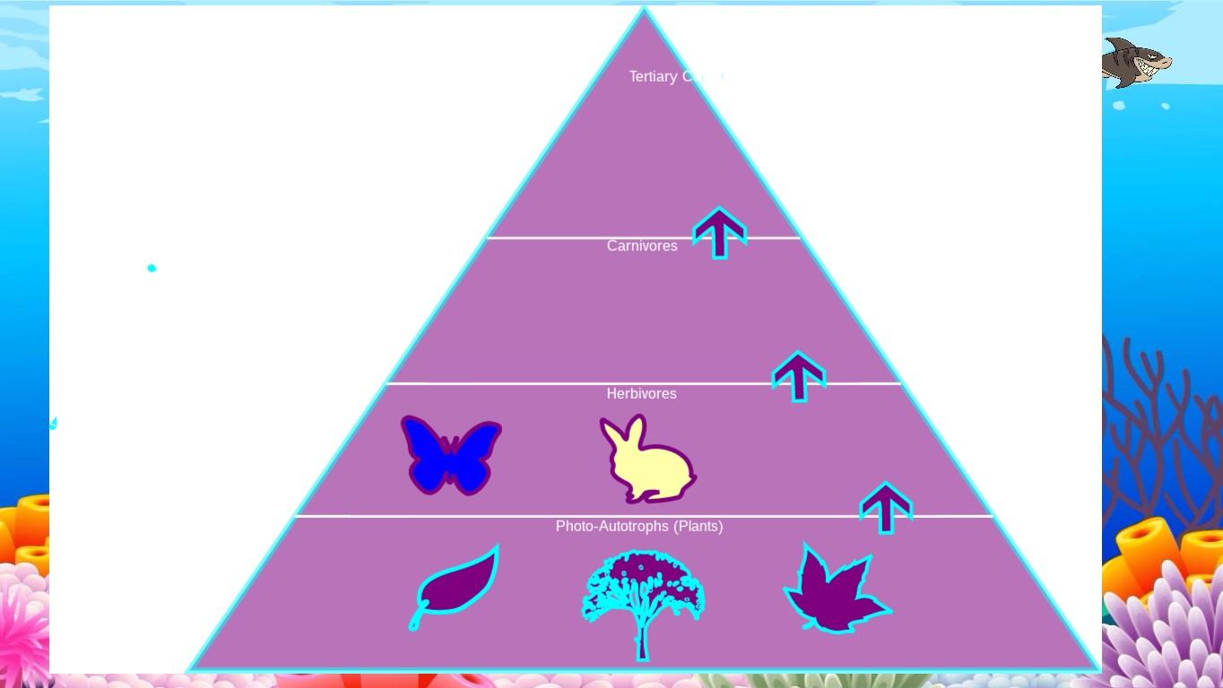 Ocean Ecological Pyramid