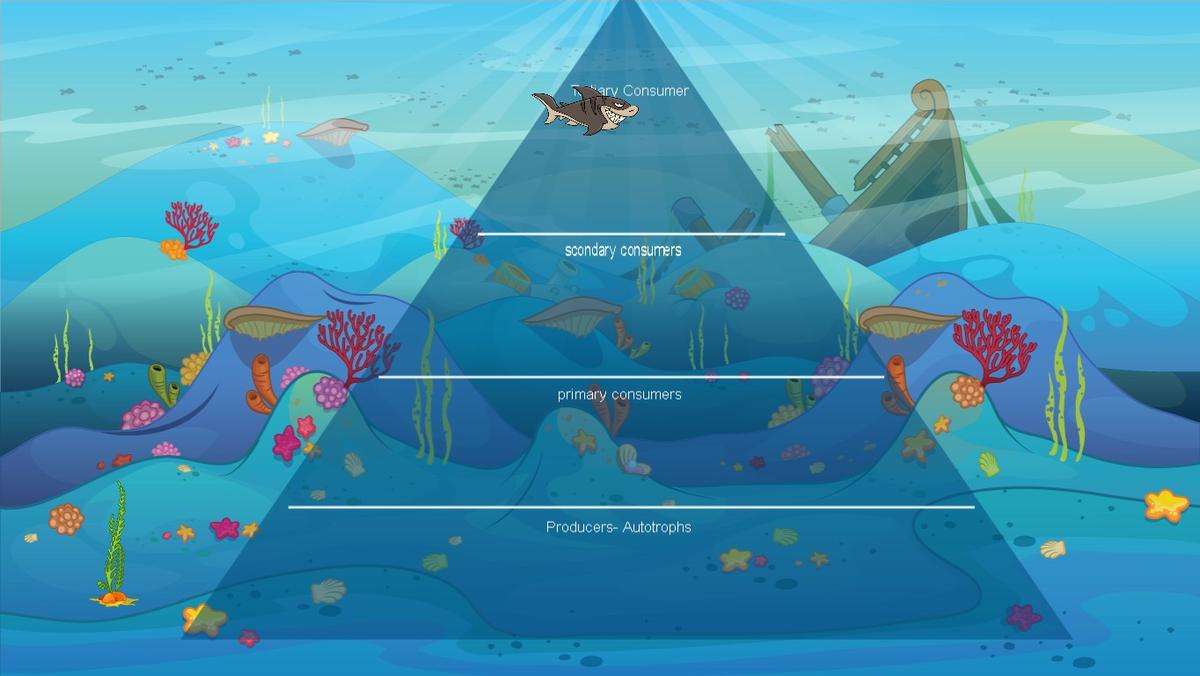 Ocean Ecological Pyramid