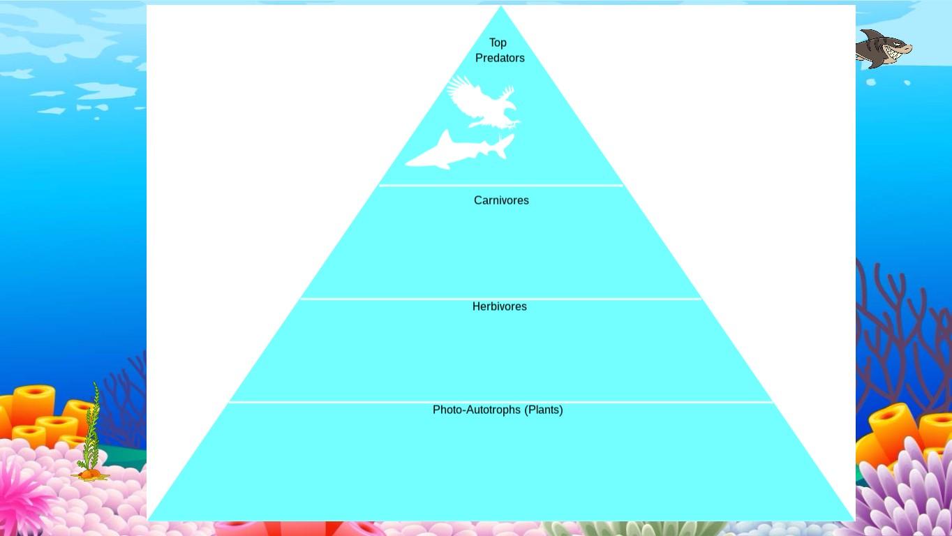 Ocean Ecological Pyramid