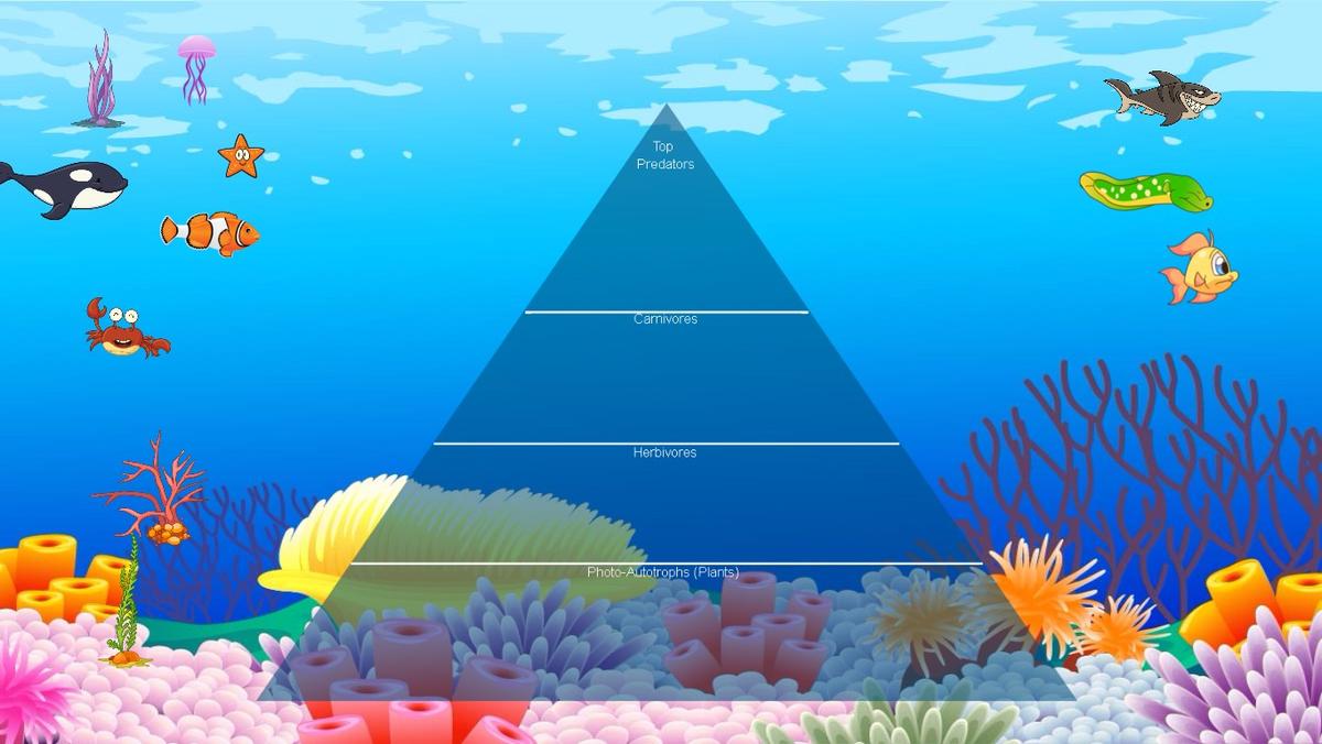 Ocean Ecological Pyramid