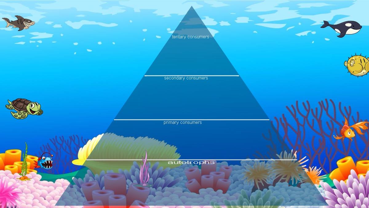 Ocean Ecological Pyramid