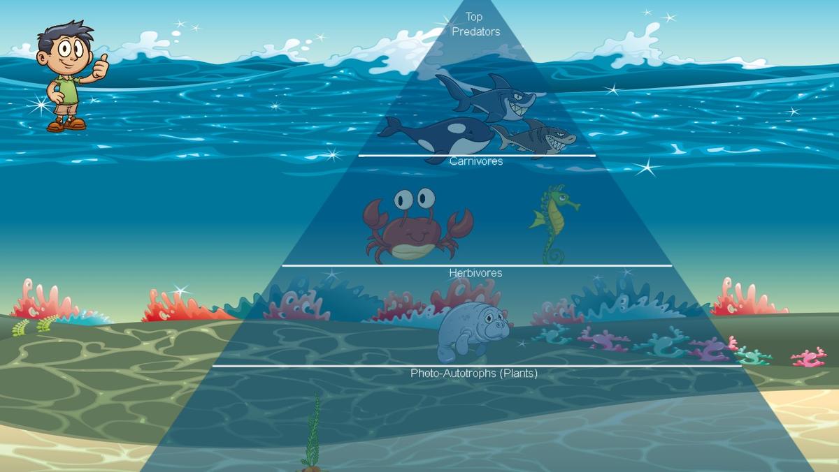 Ocean Ecological Pyramid