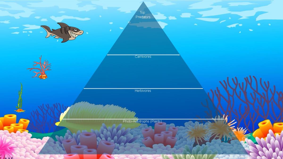 Ocean Ecological Pyramid