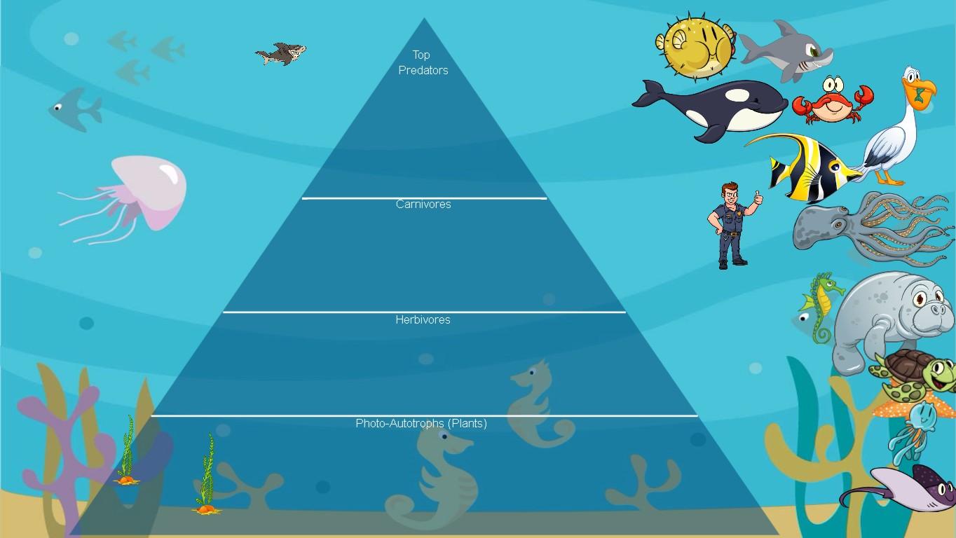 Ocean Ecological Pyramid