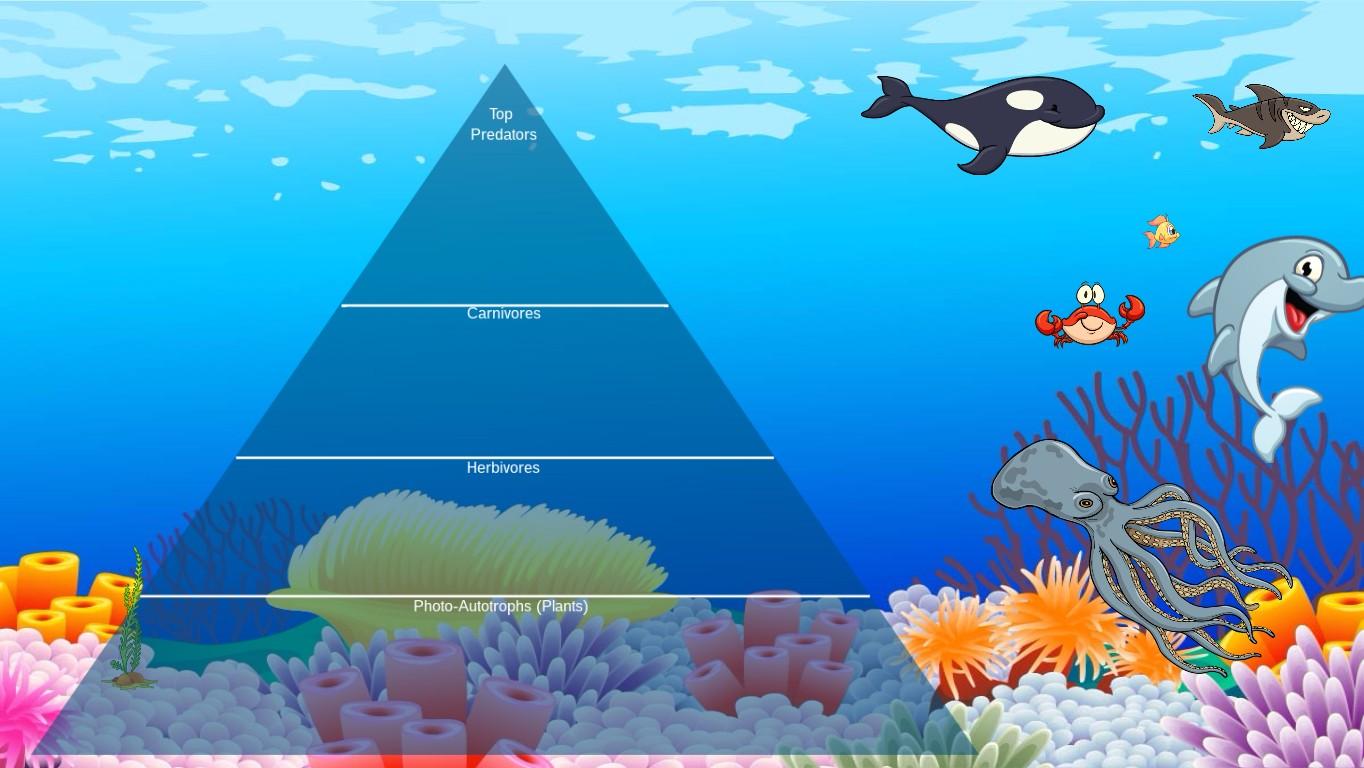 Ocean Ecological Pyramid