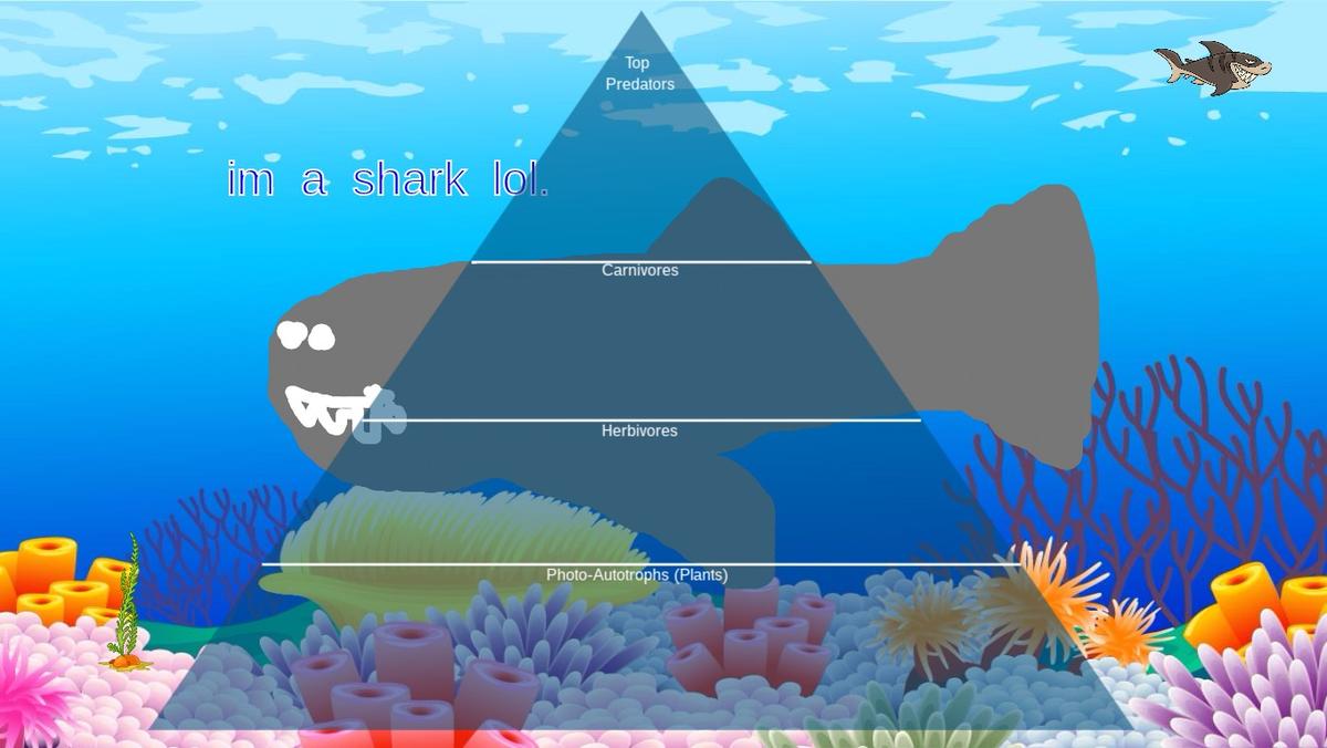 Ocean Ecological Pyramid