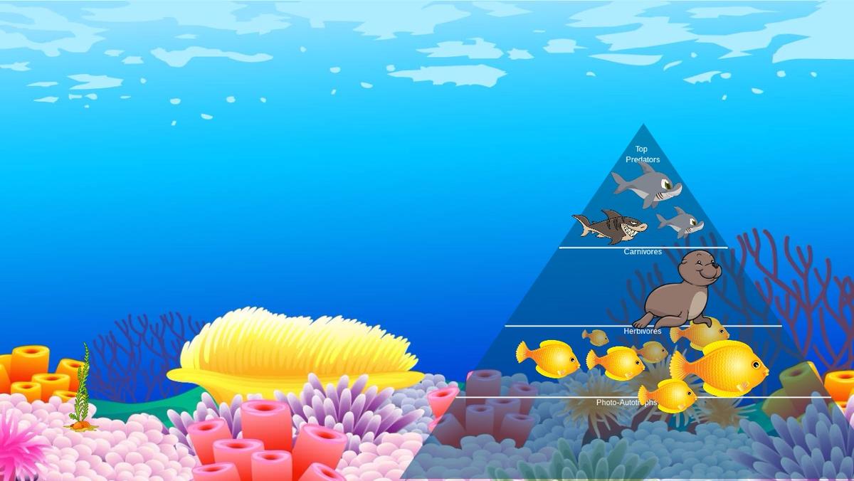 Ocean Ecological Pyramid