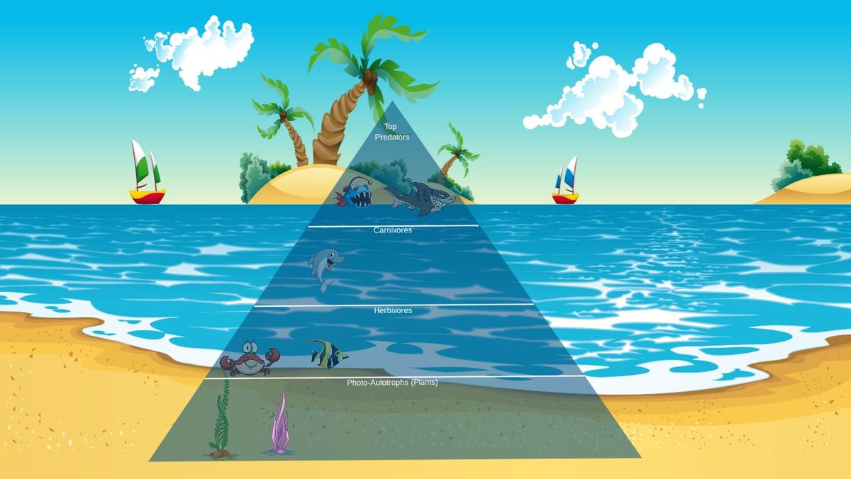 Ocean Ecological Pyramid