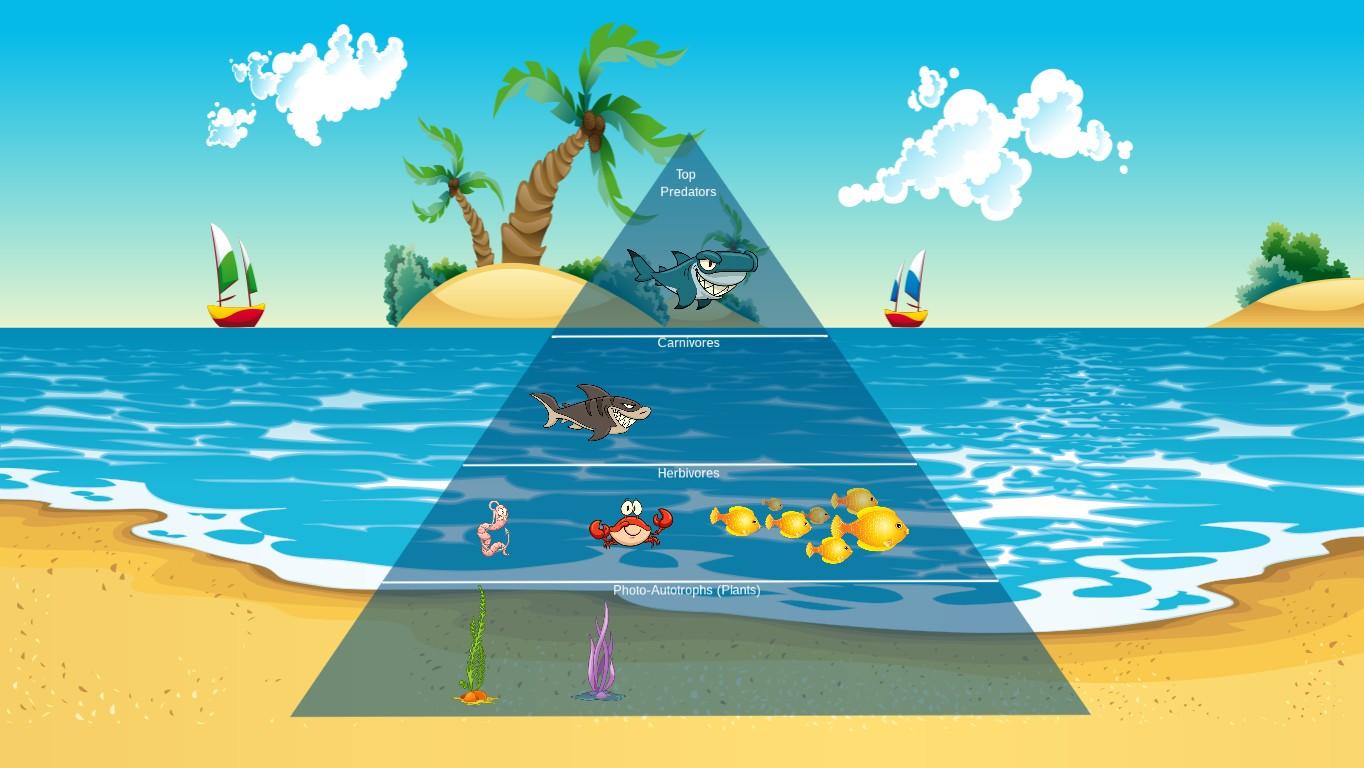 Ocean Ecological Pyramid