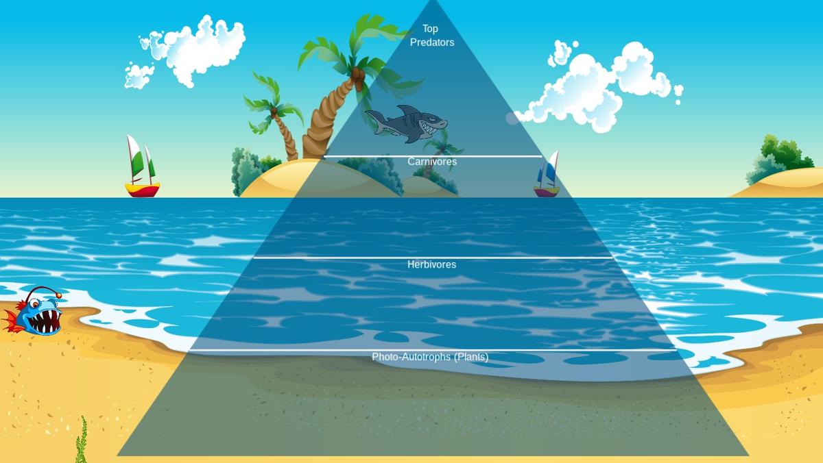 Ocean Ecological Pyramid