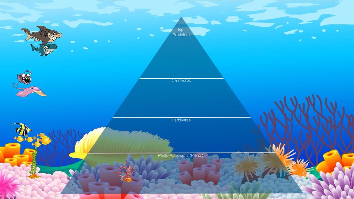 Ocean Ecological Pyramid