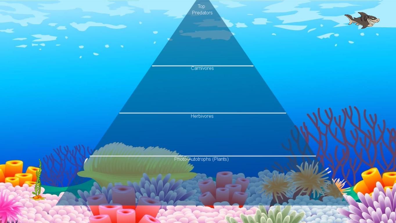 Ocean Ecological Pyramid