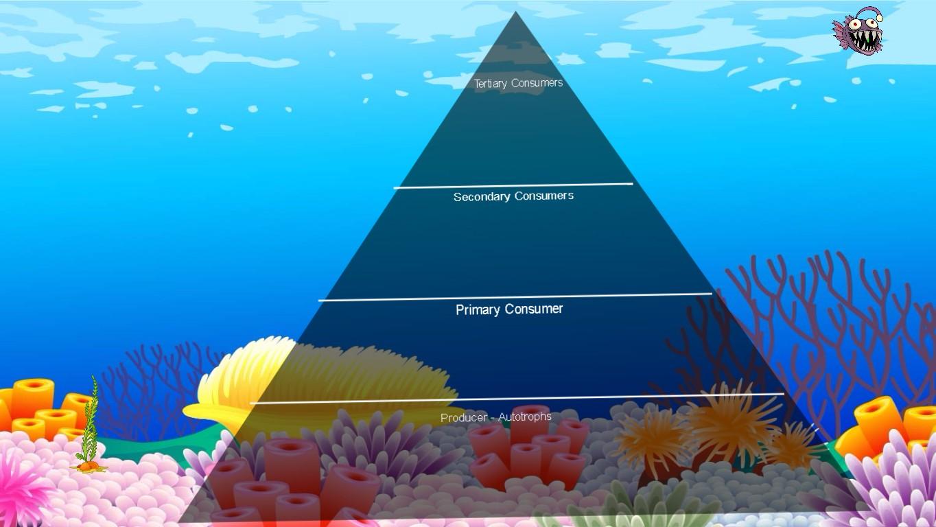 Ocean Ecological Pyramid