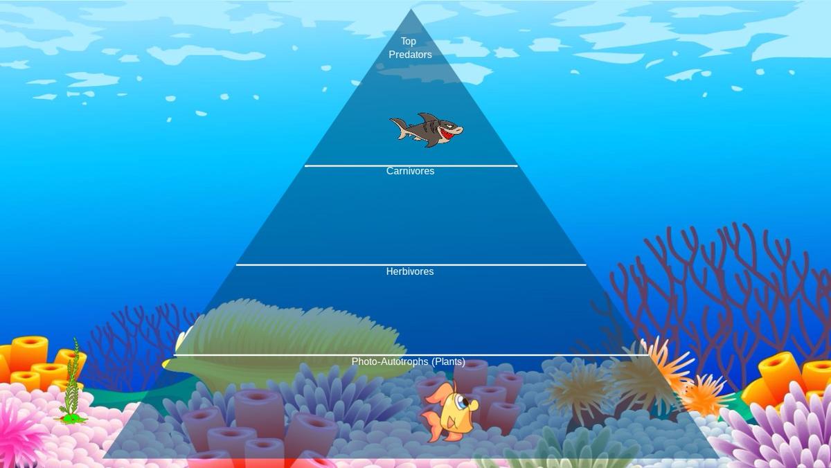 Ocean Ecological Pyramid