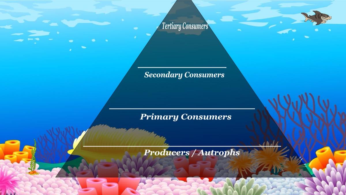 Ocean Ecological Pyramid