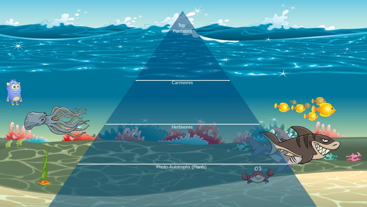 Ocean Ecological Pyramid